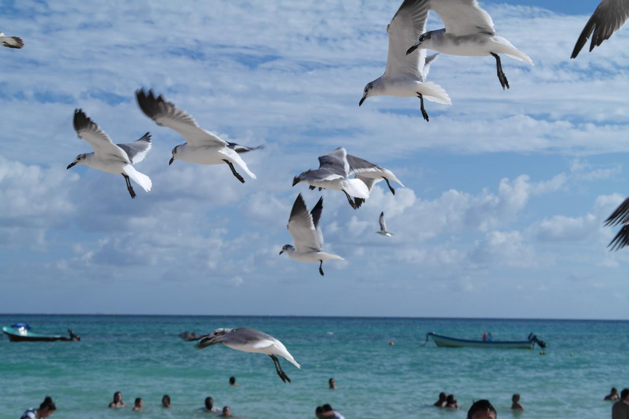 Casa Tucan Hotel Playa del Carmen Bagian luar foto